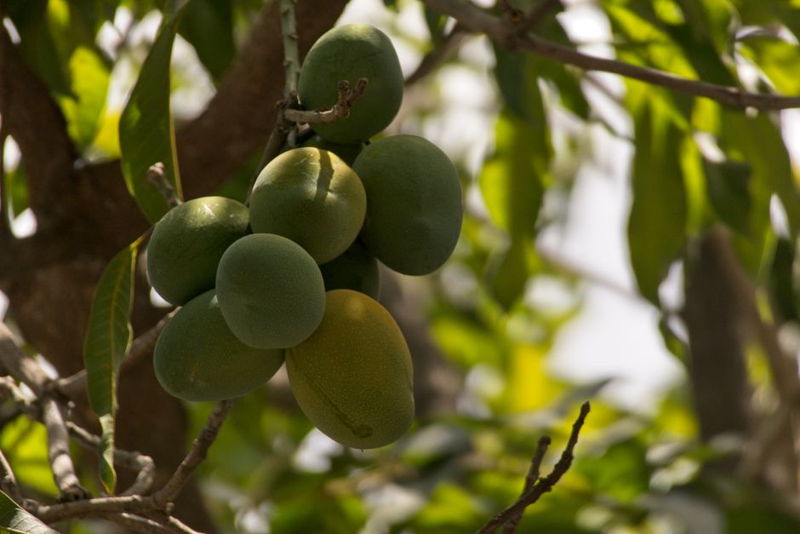 mango recipes